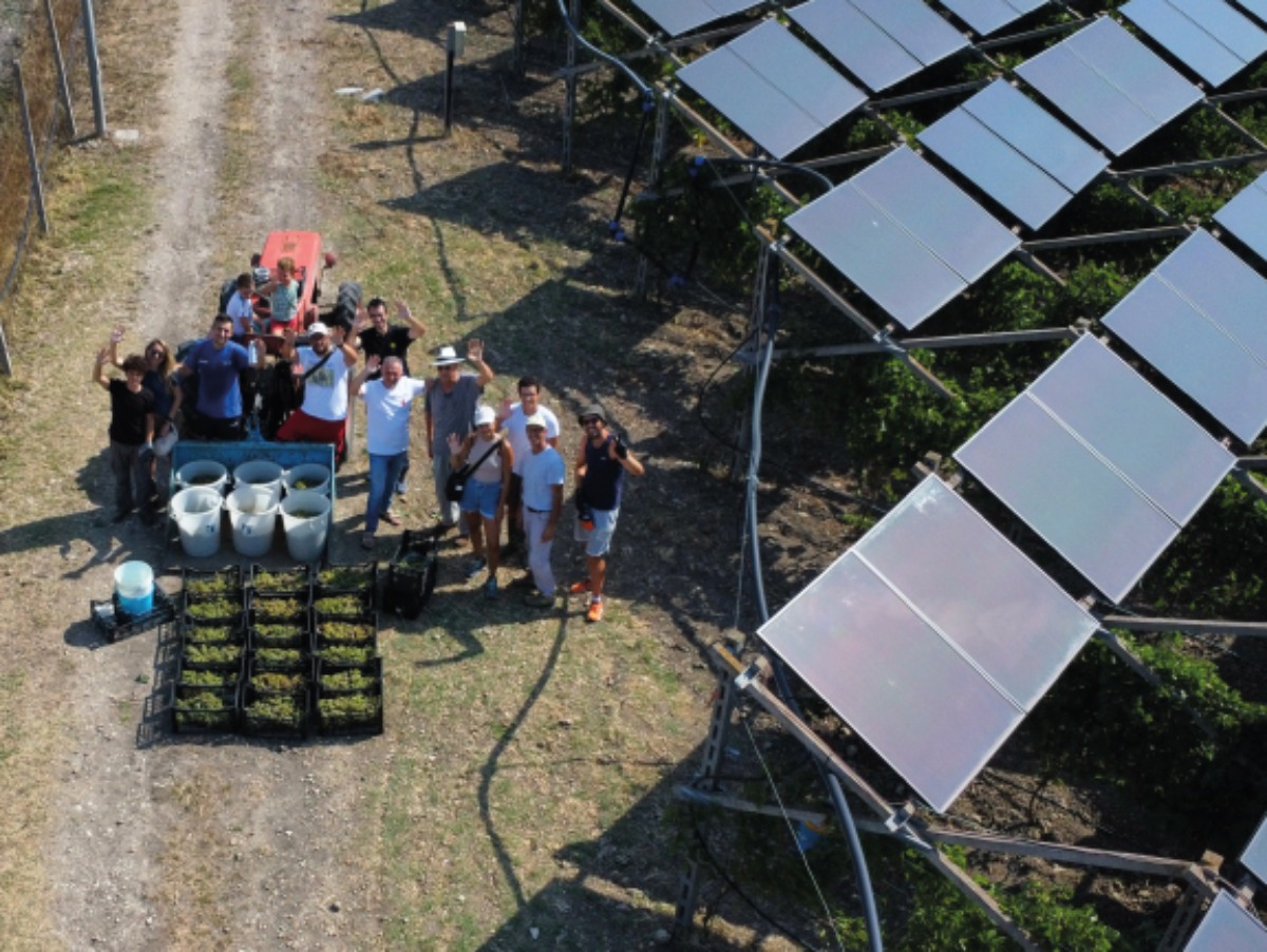 L'Azienda Svolta Srl ha installato un impianto agrivoltaico sperimentale da 970 kW all'interno della propria Vigna Agrivoltaica di Comunità